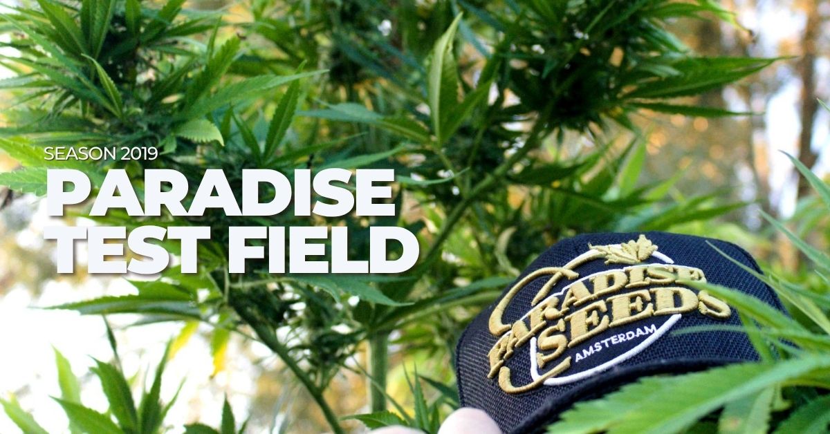 Paradise Seeds Test field article cover