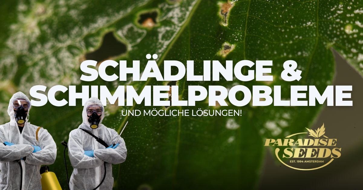 Schädlingen und Schimmel probleme