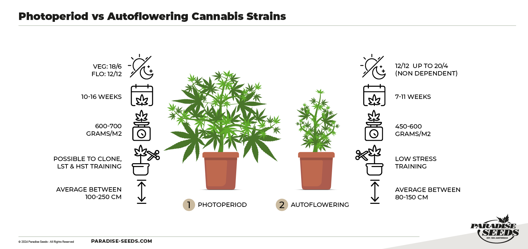 photoperiod vs autoflower cannabis strains comparison diagram.