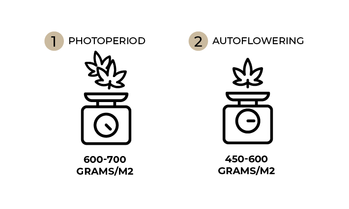 Photoperiod vs autoflower weights diagram.