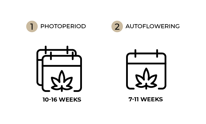 Seed to harvest timings for cannabis plants diagram.