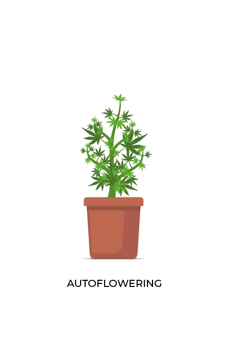 Autoflowering structure graphic.