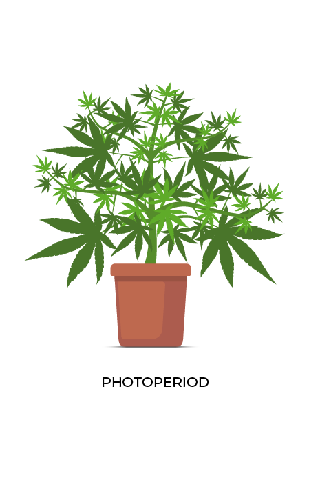 Photoperiod cannabis plant diagram.