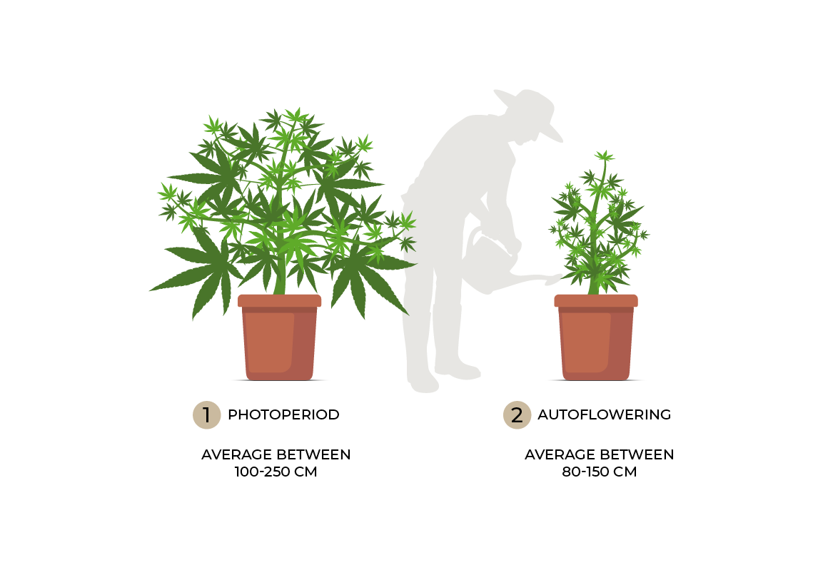 Size comparison of cannabis photoperiod and autoflower plants.