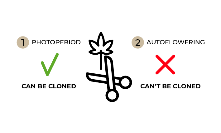 Photoperiod vs autoflower cannabis clone comparison.