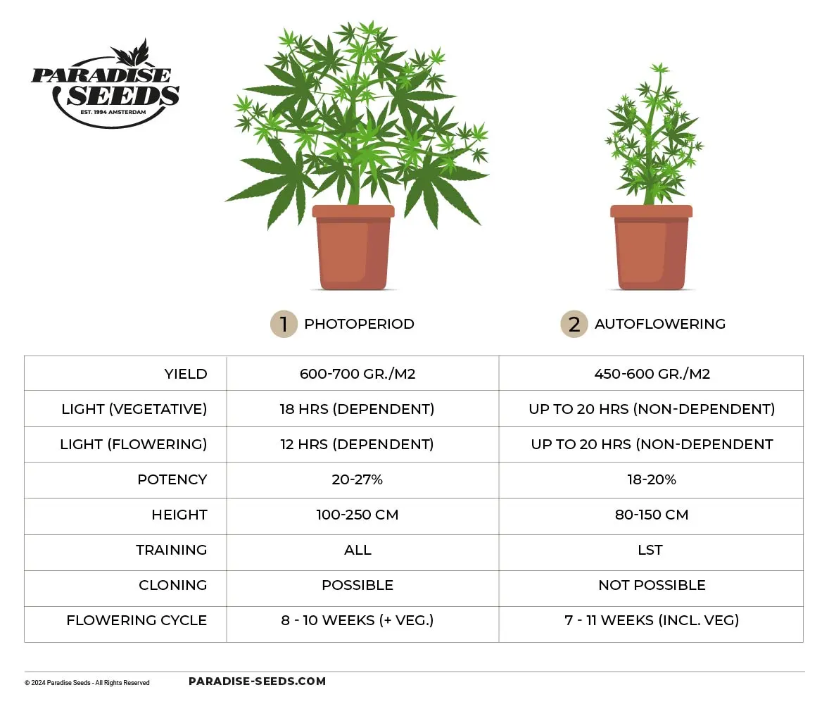 Auto vs photoperiod stats table.