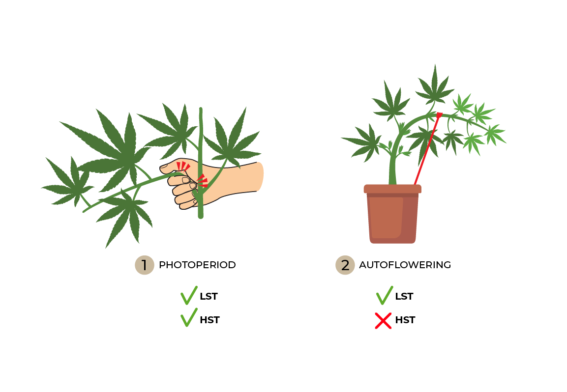 Photo vs auto dos and dont's diagram.