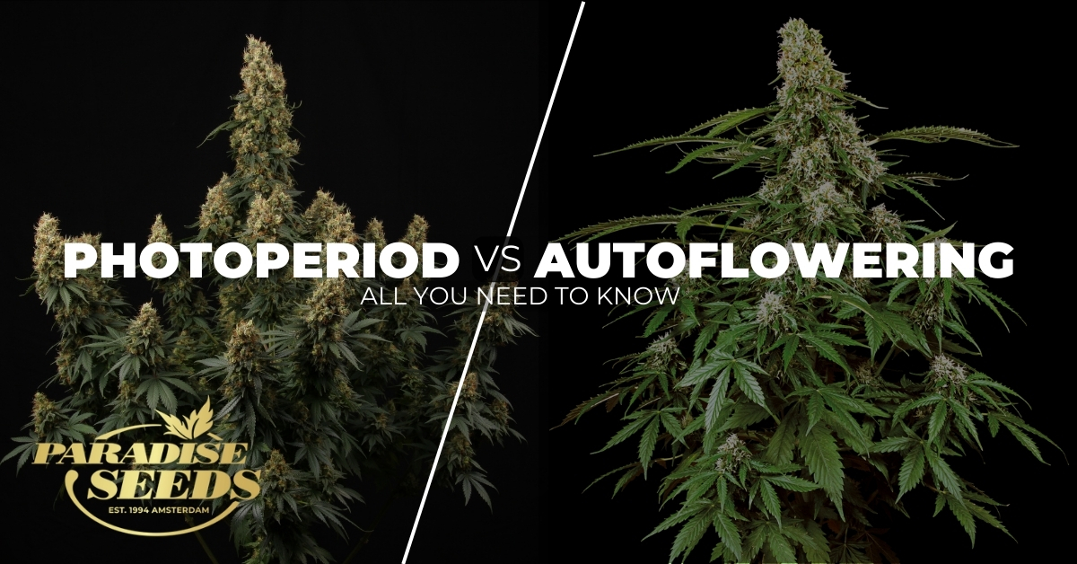 Photoperiod vs autoflower cannabis strains cover artwork