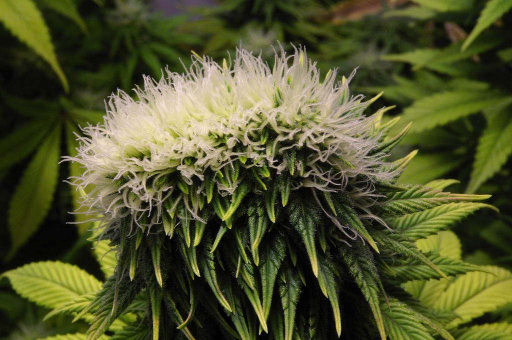 Mutant cannabis - Polyploidy