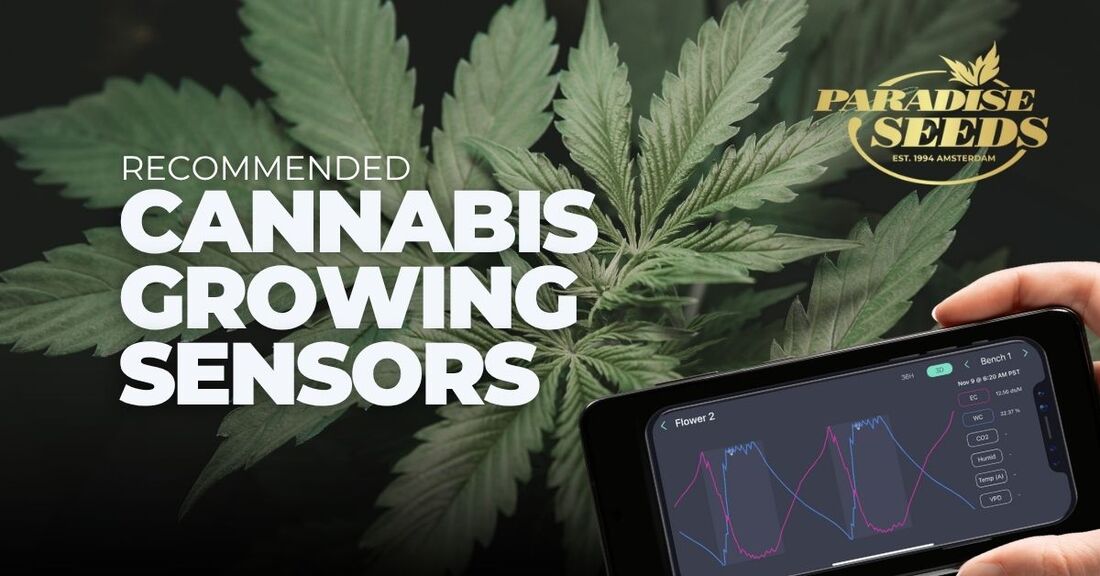 Recommended cannabis sensors article cover artwork