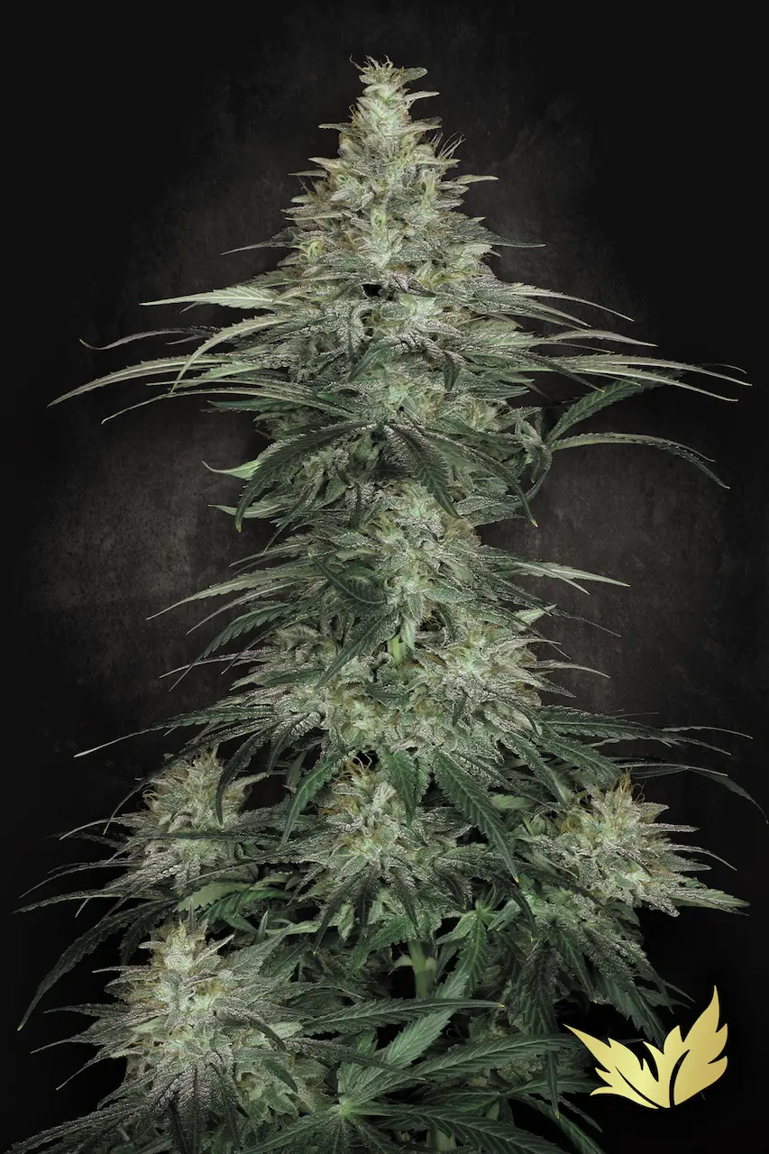 Sensi Star