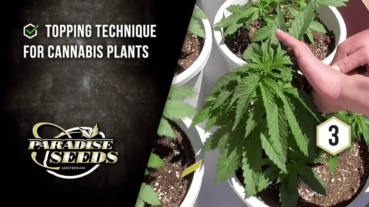 Topping guide from Paradise Seeds Skunkworks series.