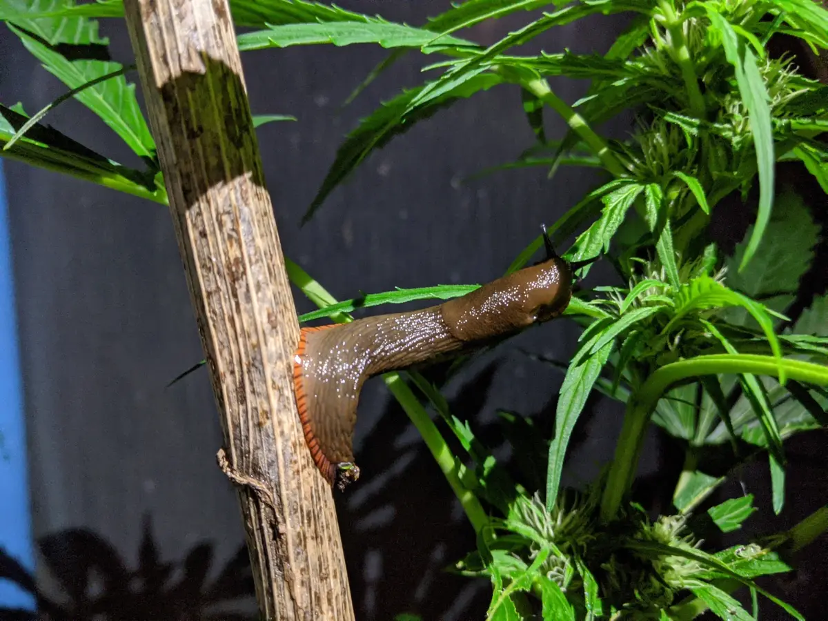 Slug on a cannabis plant