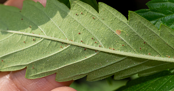 Cannabis spider mites infection