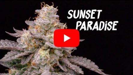 Sunset Paradise Seed Grow Tent by Homegrow TV