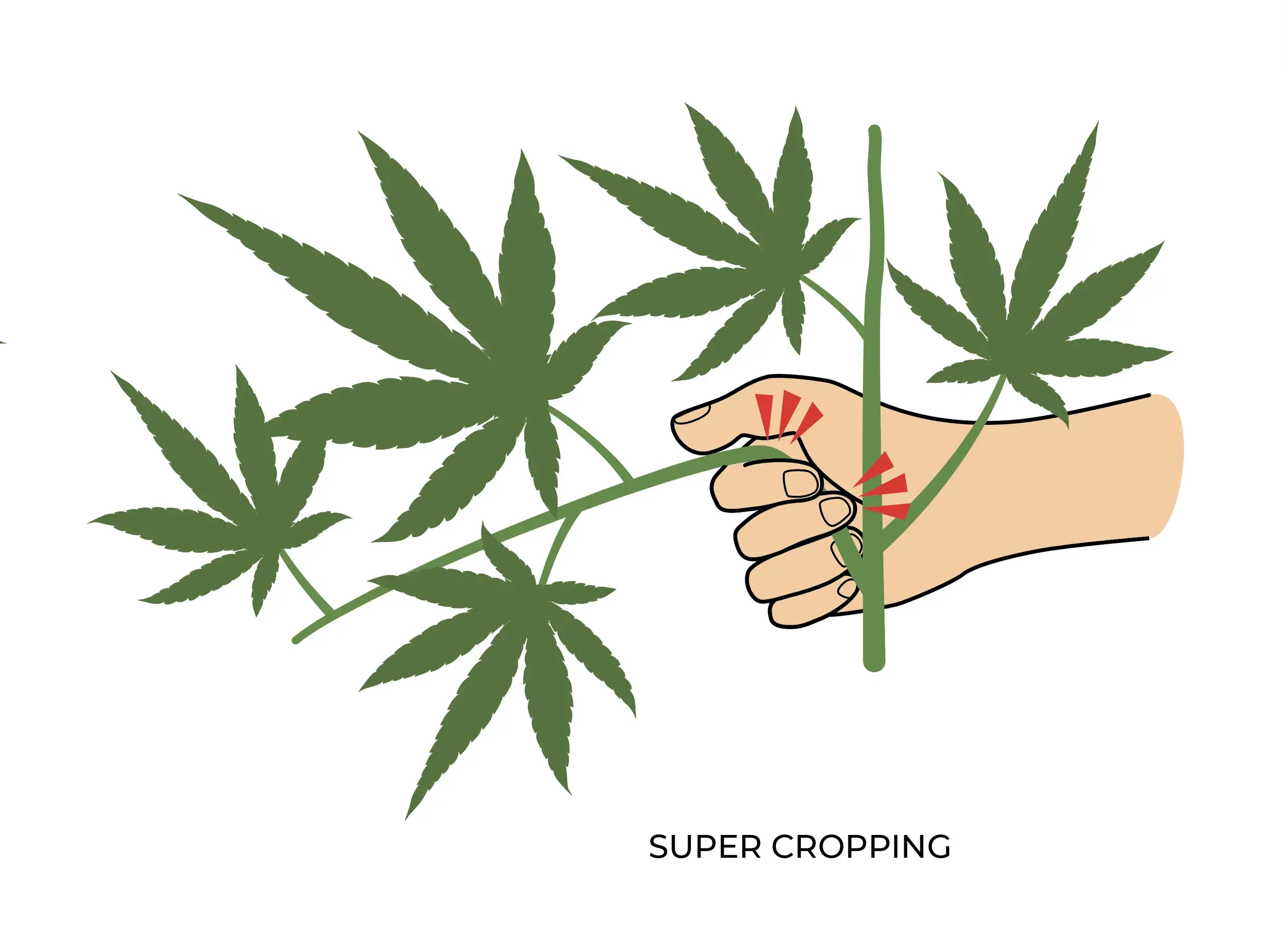 Super cropping HST technique infographic.