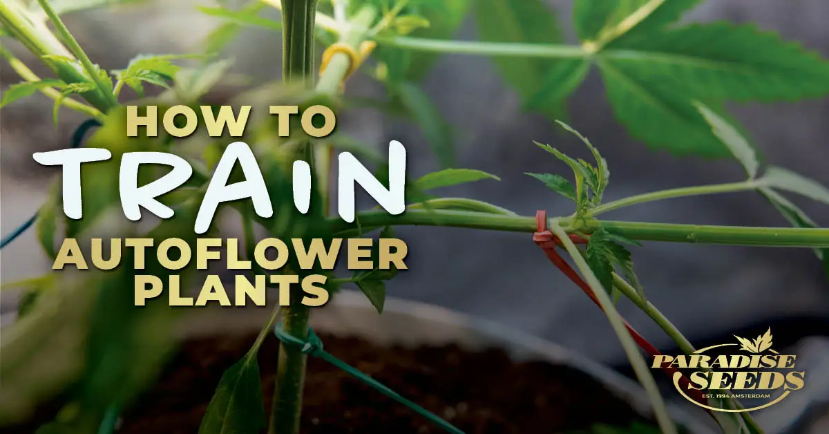 How to Train autoflower plants