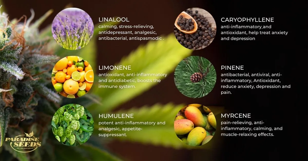 cannabis terpenes entourage effects chart