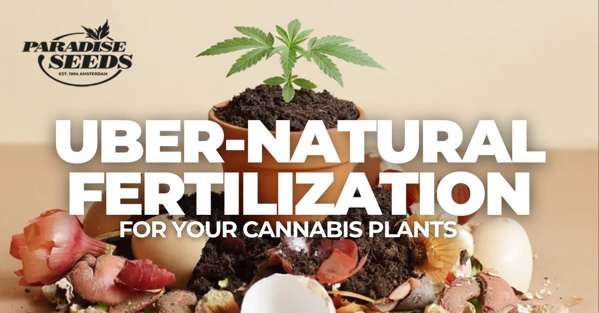 uber-natural fertilization for cannabis plants article cover