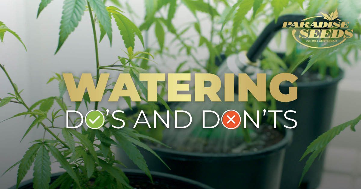 Watering Do's and Dont's
