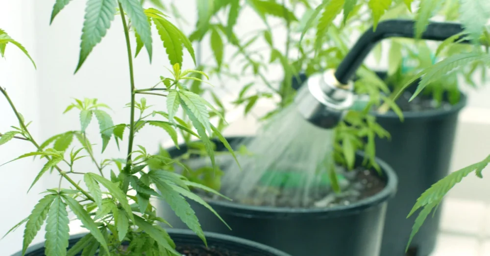 Cannabis plants being watered.