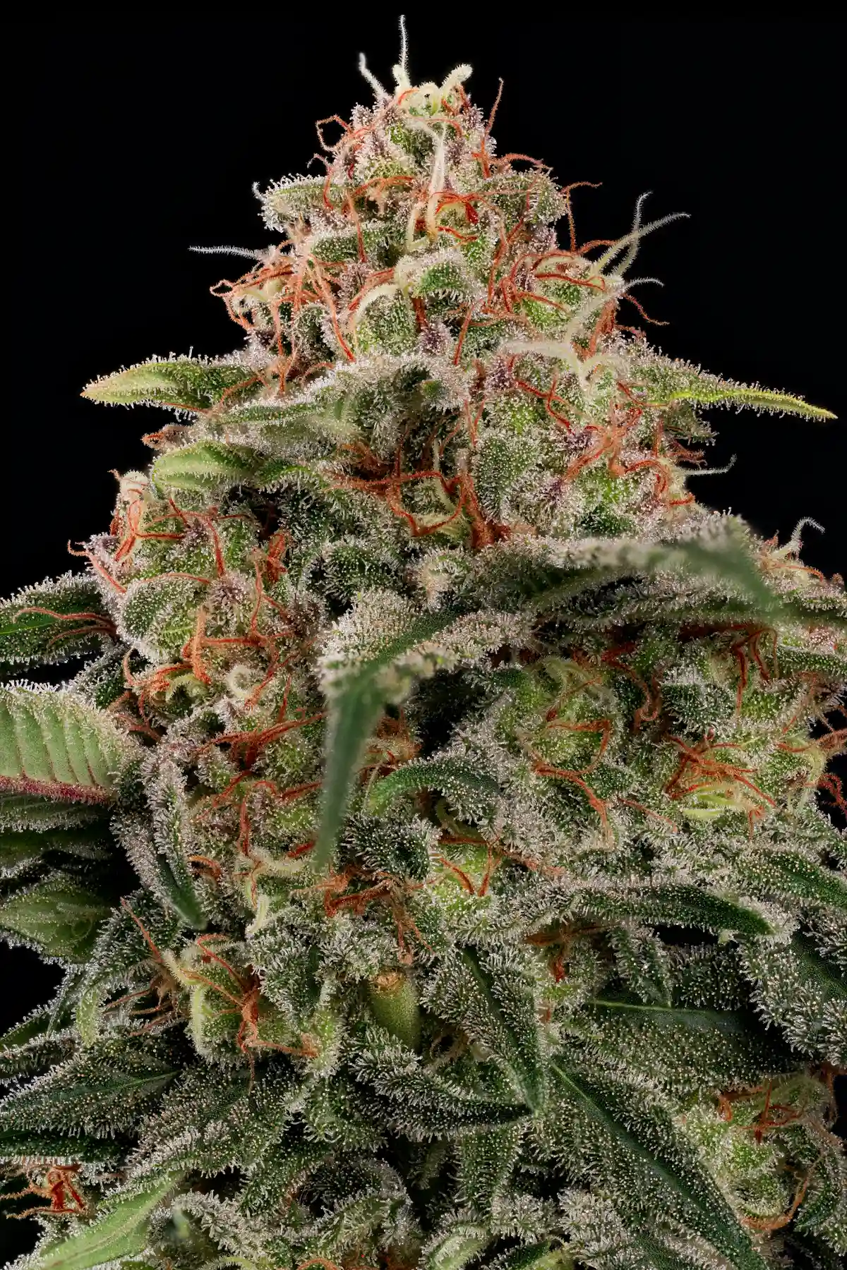 Wappa (Feminized Seeds) – 10 Seeds view 4