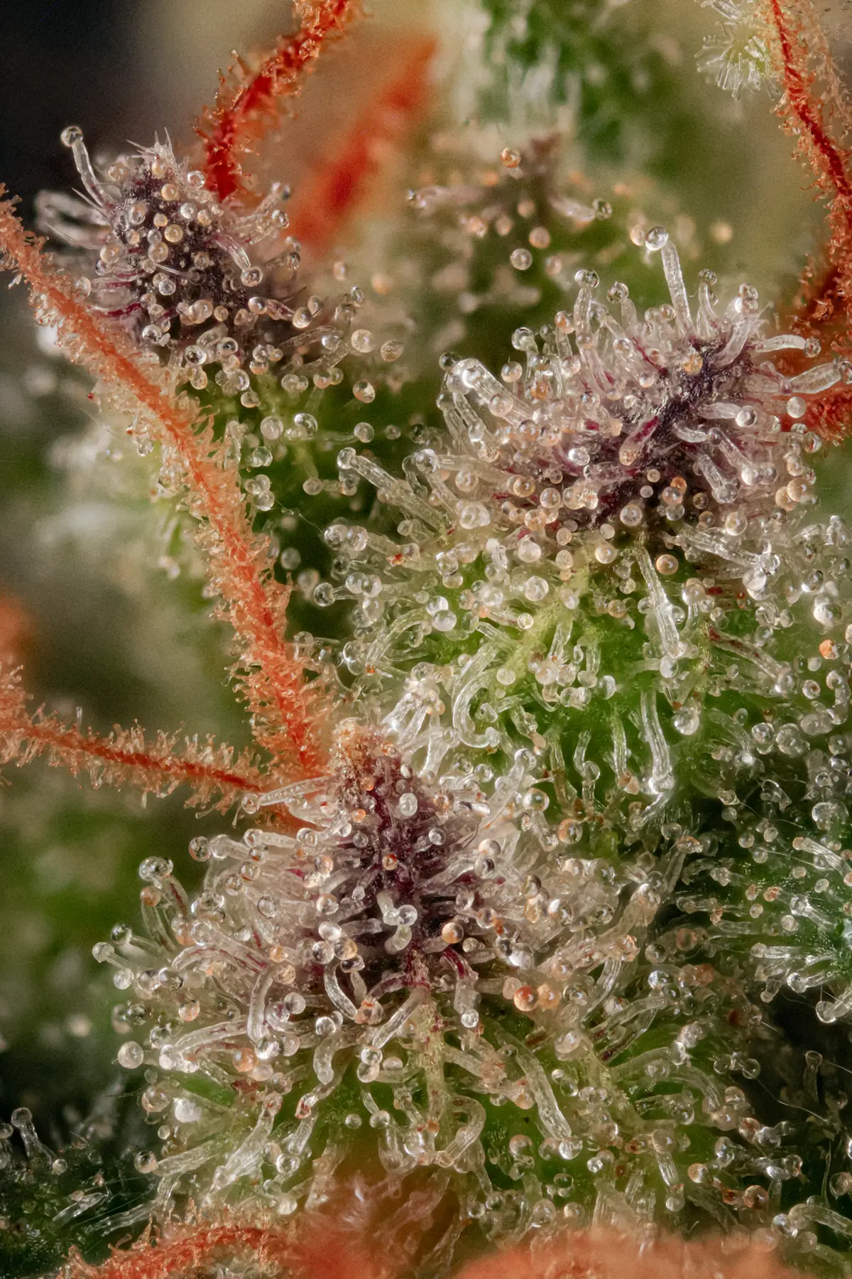 Wappa (Feminized Seeds) – 10 Seeds view 3