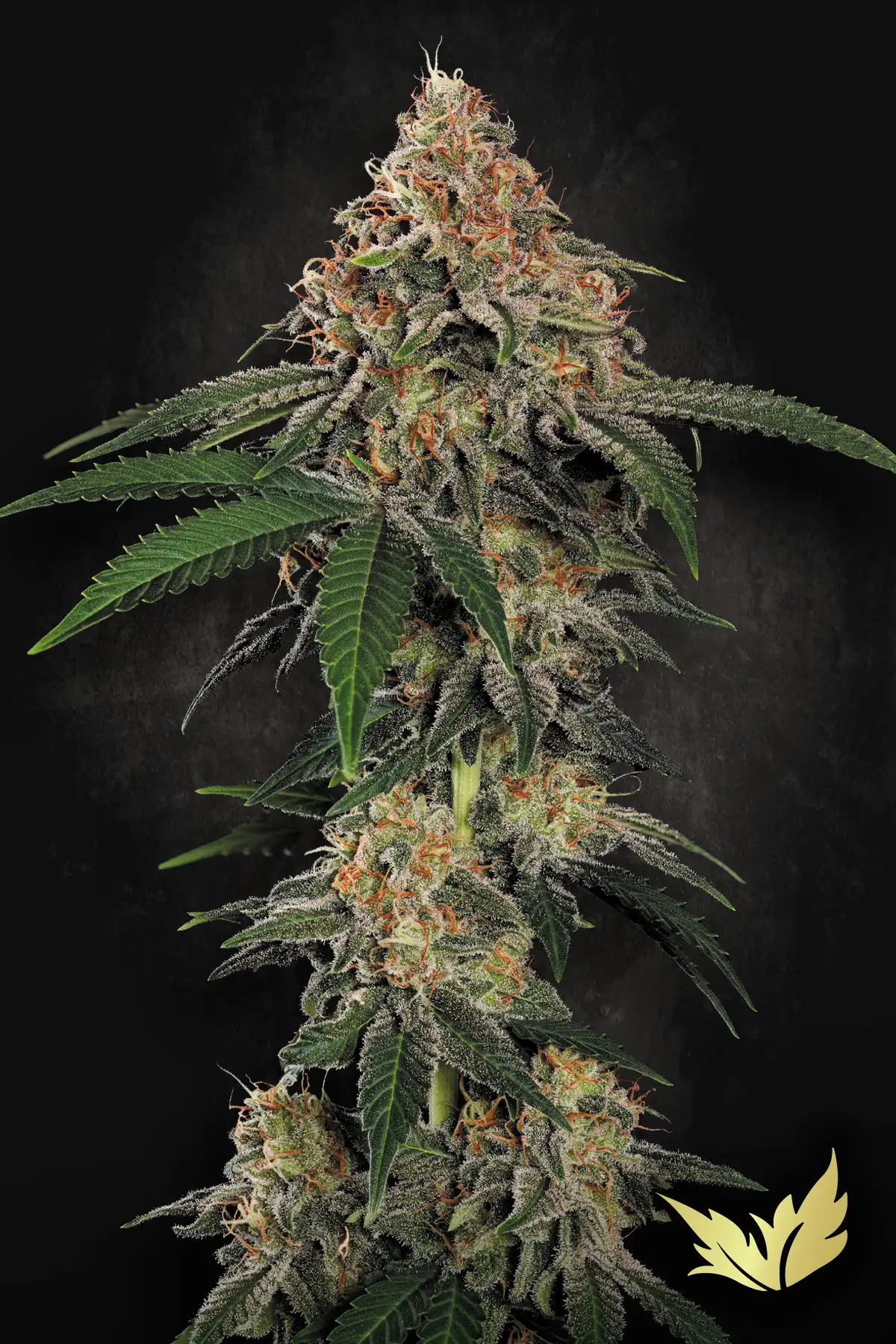 Wappa cannabis strain by Paradise Seeds
