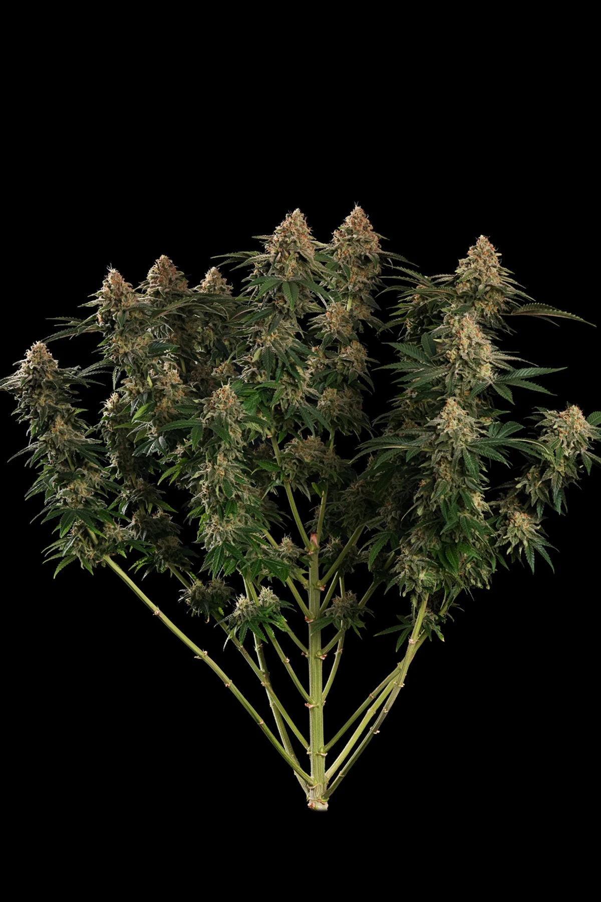 Wappa (Feminized Seeds) – 10 Seeds view 2