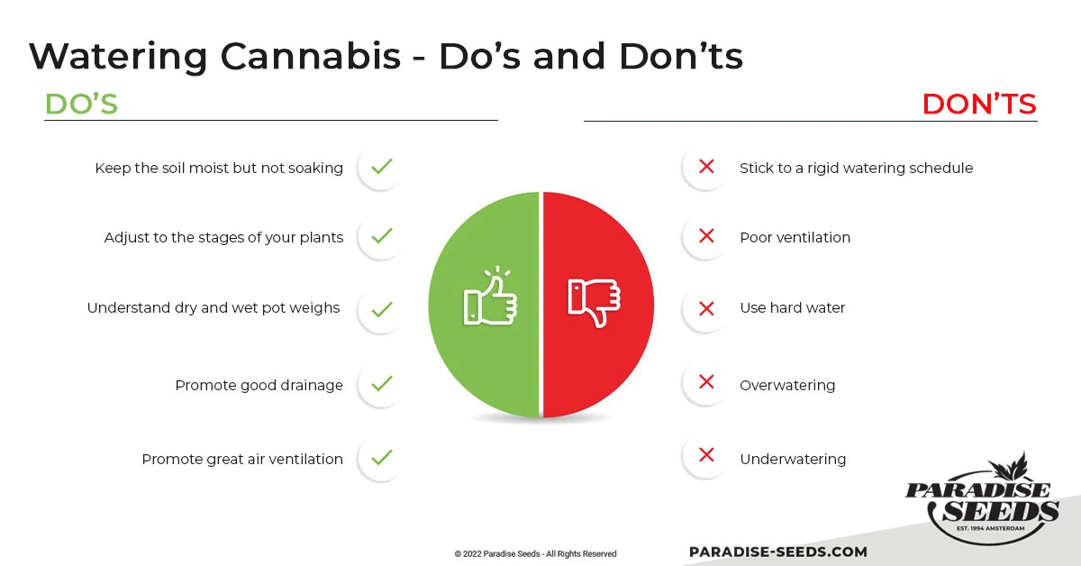 Do's and Don'ts in Watering Cannabis