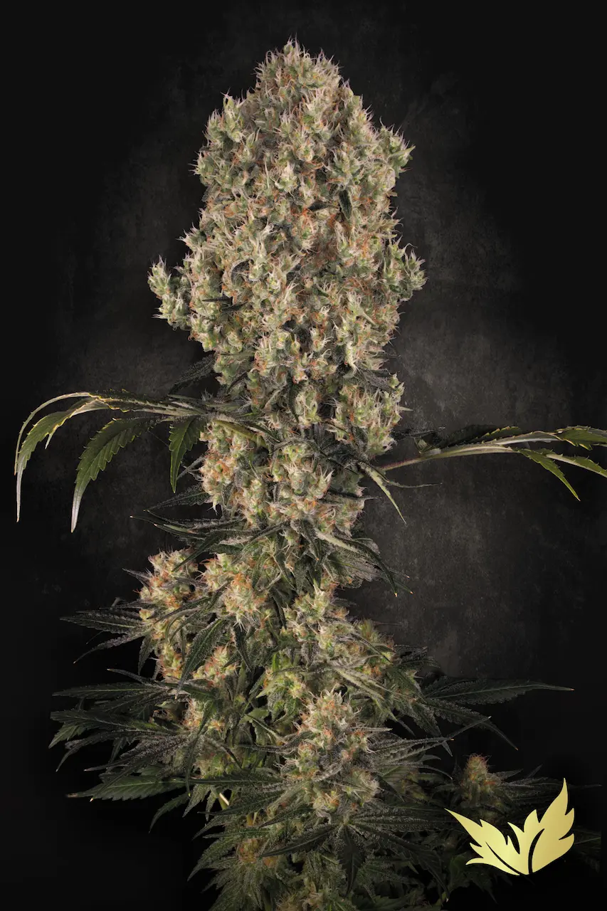 White Berry