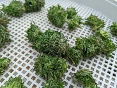 Harvesting and Curing cannabis 