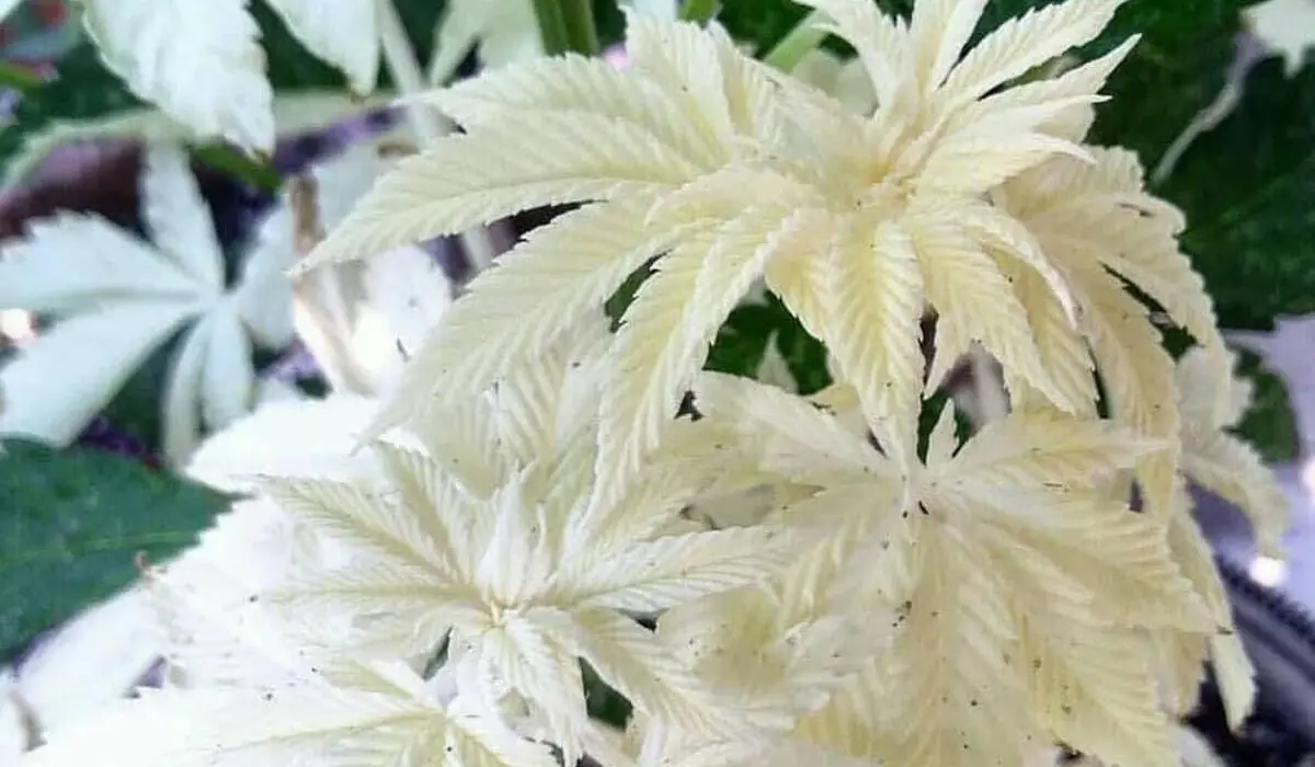 Mutant cannabis - Albino