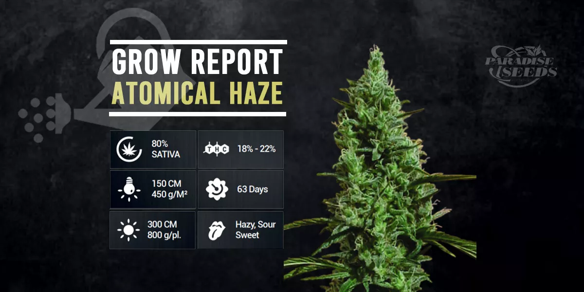 atomical haze grow report | 🥇 Paradise Seeds | Meilleure qualité, génétique originale