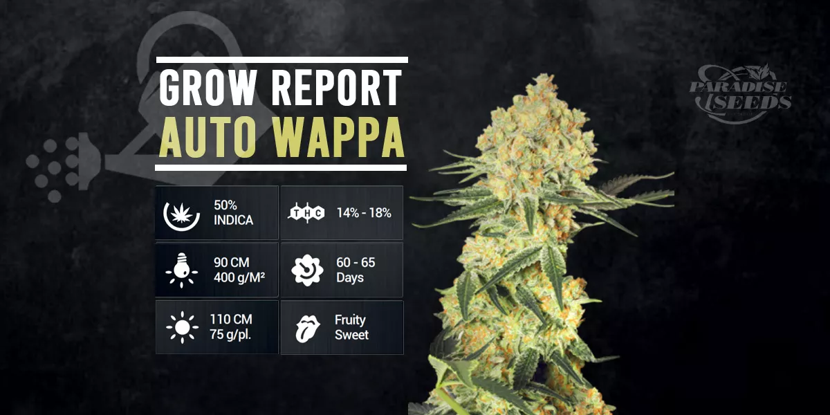 Grow Report: Auto Wappa | 🥇 Paradise Seeds