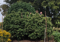 Cannabissamen für den Außenbereich lassen große Bäume wachsen.