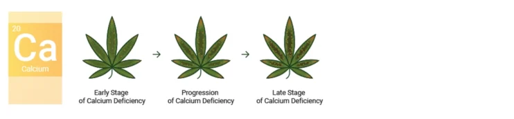 Calcium deficiency cannabis leaf