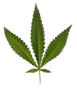 cannabis ruderalis leaf
