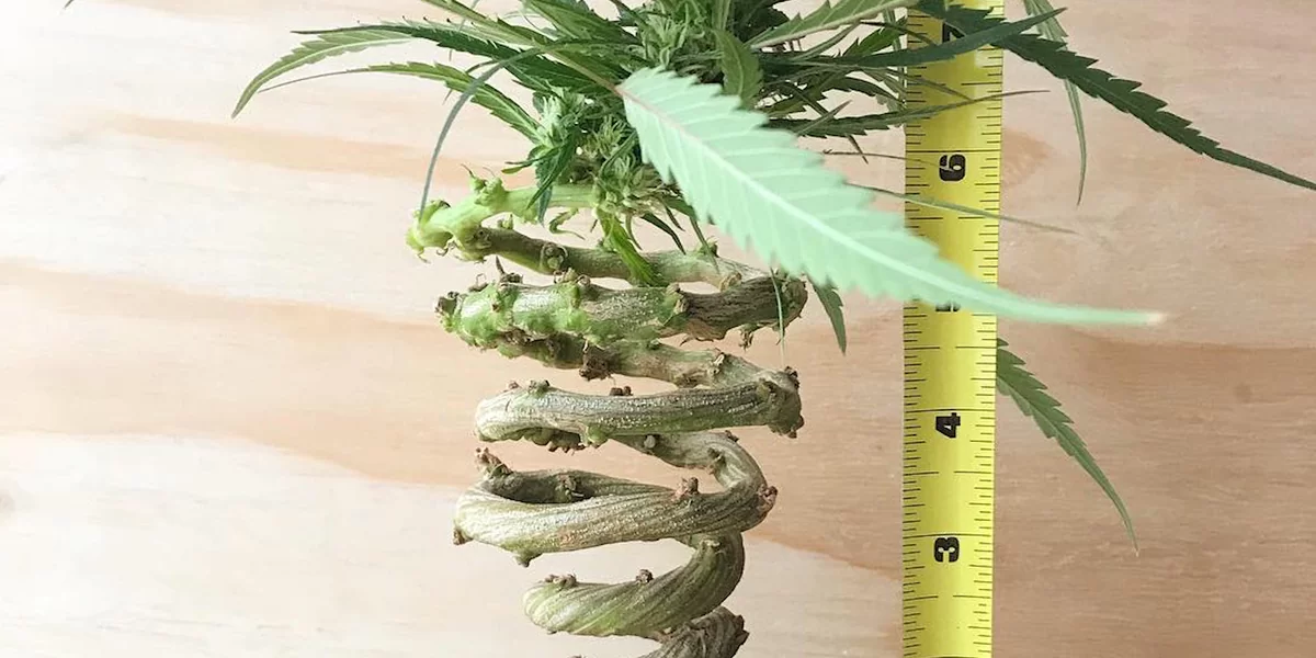 LST cannabis plant spiral.