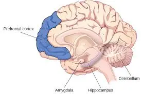 Cannabis and memory image of brain.
