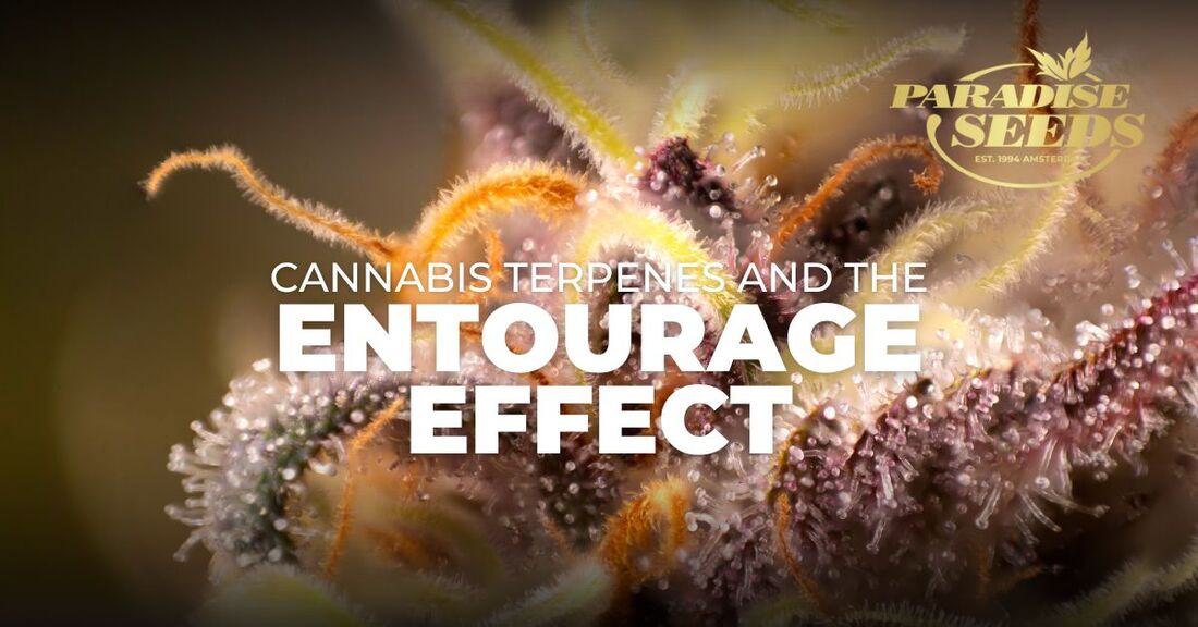 cannabis terpenes entourage effect cover