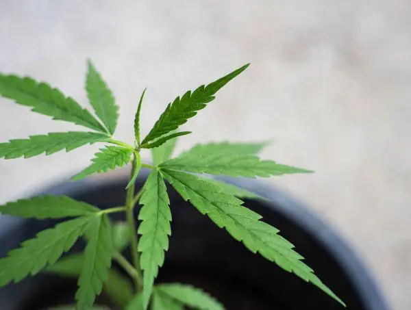 Mutant weed -Phyllotaxy