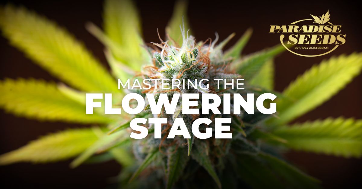 Mastering the cannabis flowering stage blog cover image.