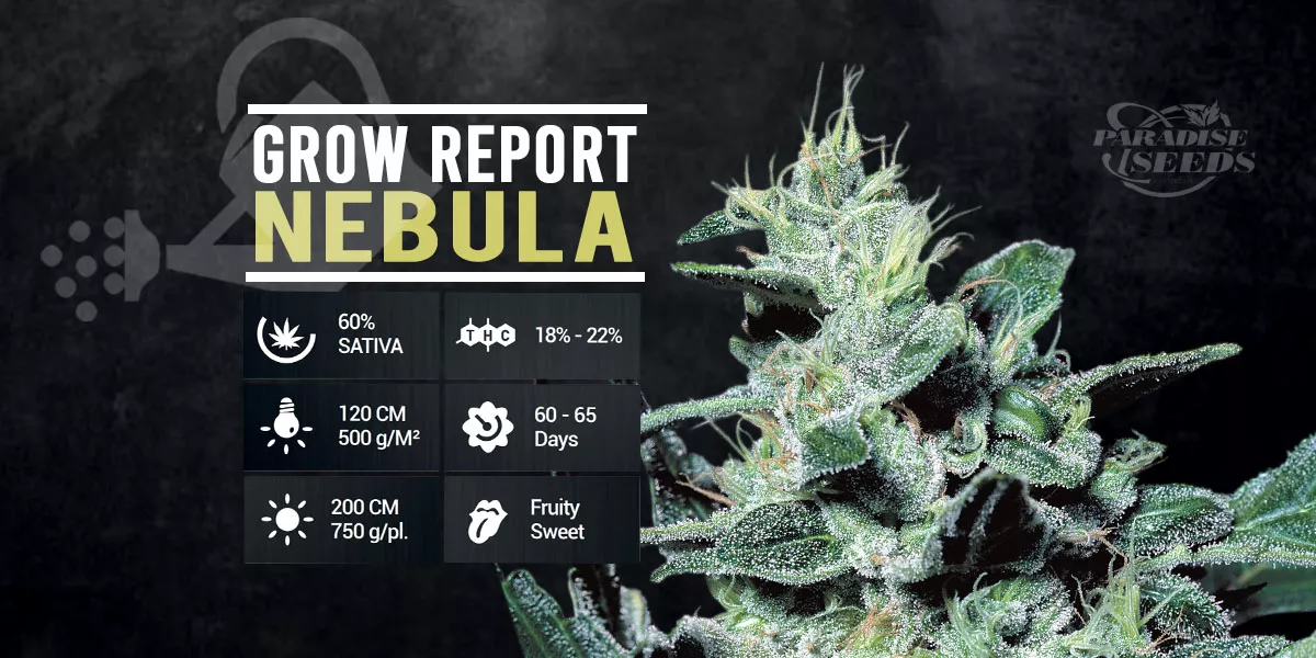 Rapport de Culture: Nebula | 🥇 Paradise Seeds