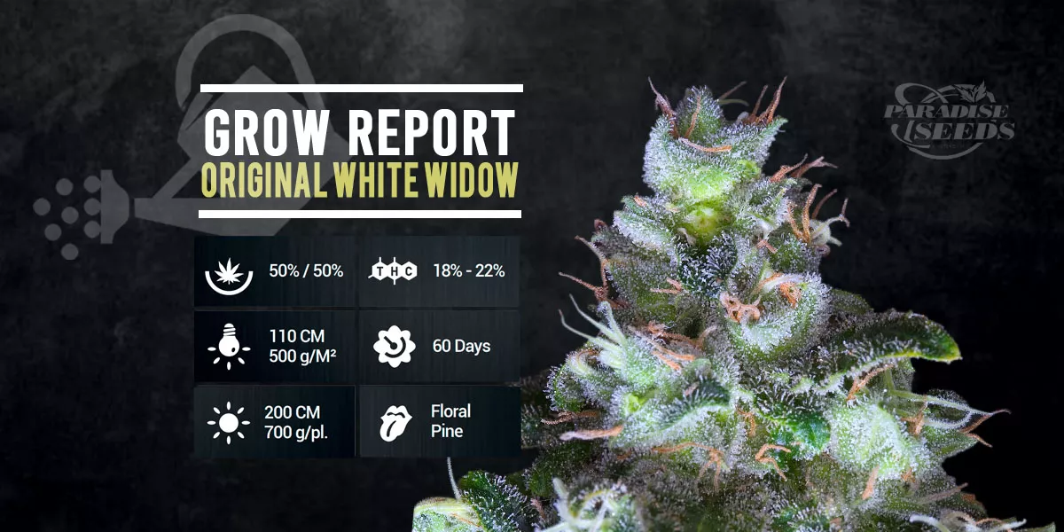 Report di Coltivazione: Original White Widow IBL | 🥇 Paradise Seeds