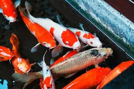 Koi carp used in cannabis aquaponics
