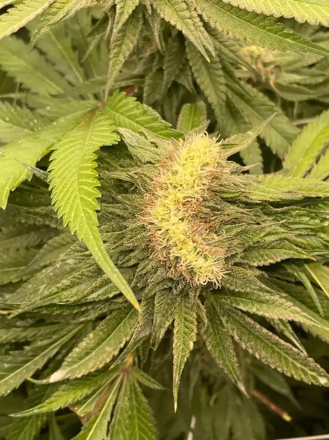 Mutant cannabis -fasciation