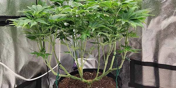 Mainline cannabis plant image
