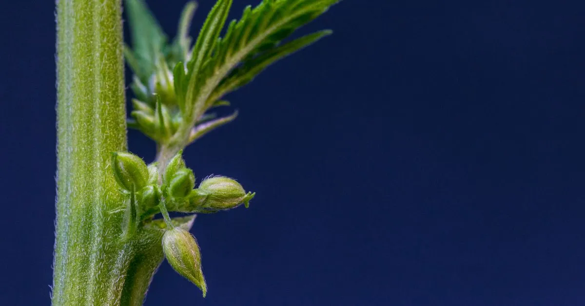 Pollen sacks on a cannabis plant