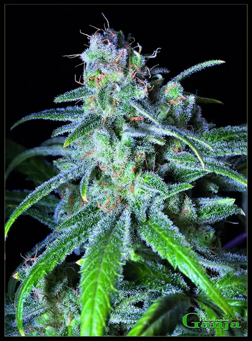 Nebula cannabis strain flower